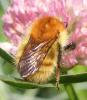 Bombus pascuorum